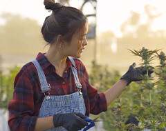 Woman working in a cannabis plantation
